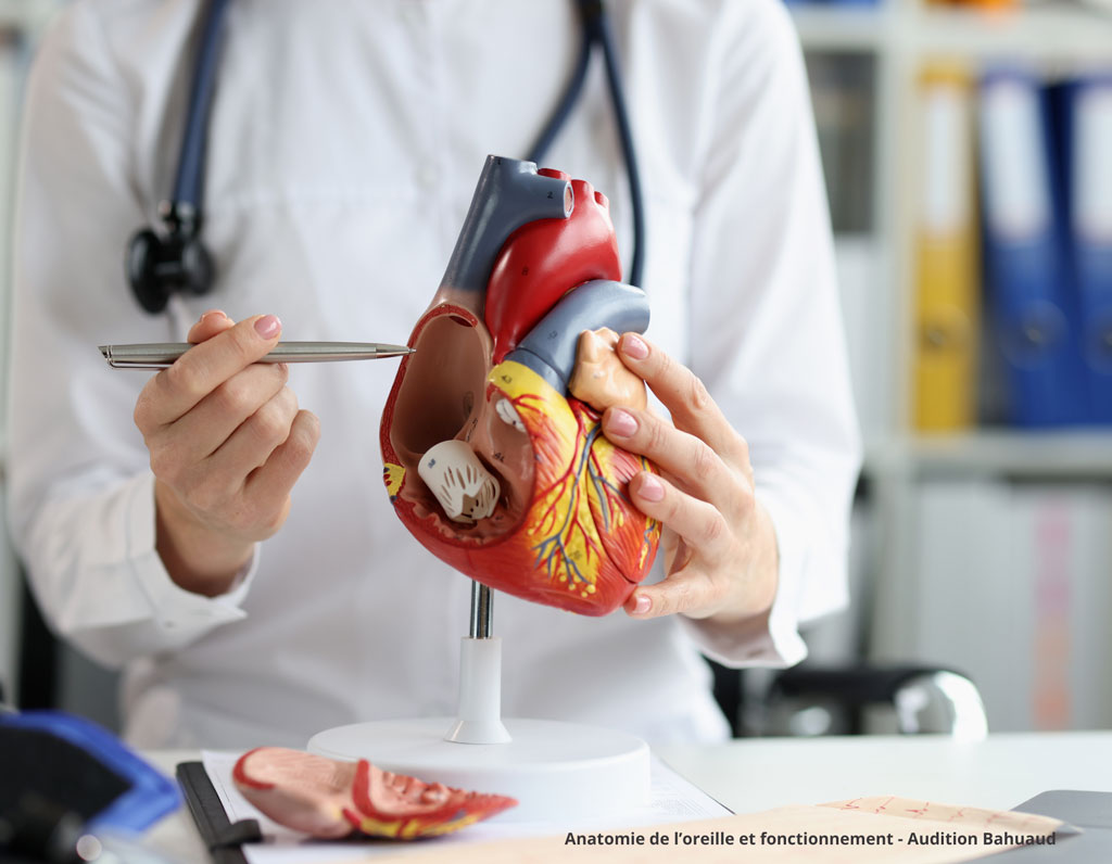 Fonctionnement d'une oreille